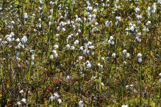 Close up of hare's tail cottongrass or tussock cottongrass (Eriophorum vaginatum) in wetland, blooming in spring