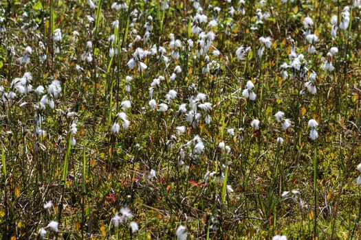 Close up of hare's tail cottongrass or tussock cottongrass (Eriophorum vaginatum) in wetland, blooming in spring