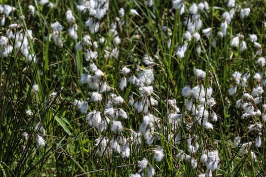 Close up of hare's tail cottongrass or tussock cottongrass (Eriophorum vaginatum) in wetland, blooming in spring