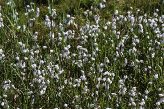 Close up of hare's tail cottongrass or tussock cottongrass (Eriophorum vaginatum) in wetland, blooming in spring
