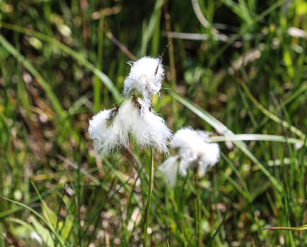 Close up of hare's tail cottongrass or tussock cottongrass (Eriophorum vaginatum) in wetland, blooming in spring