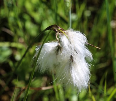 Close up of hare's tail cottongrass or tussock cottongrass (Eriophorum vaginatum) in wetland, blooming in spring