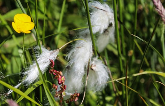 Close up of hare's tail cottongrass or tussock cottongrass (Eriophorum vaginatum) in wetland, blooming in spring