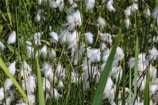 Close up of hare's tail cottongrass or tussock cottongrass (Eriophorum vaginatum) in wetland, blooming in spring