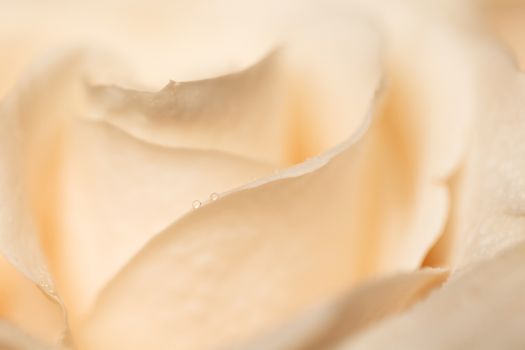 Beige rose background. Macro. Abstract. Close-up. Horizontal. Mockup with copy space for greeting card, invitation, social media, Valentine's day, flower delivery, Mother's day, Happy Women's Day.