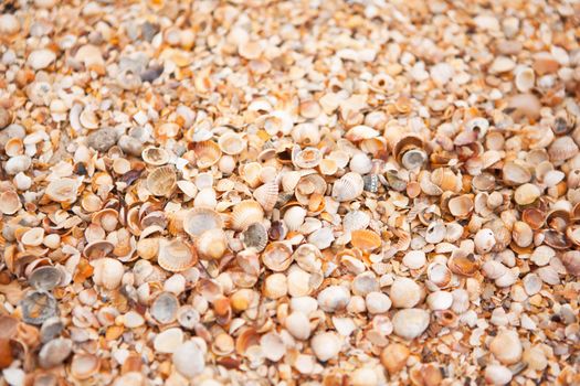 Texture of shell beach. Concept of travel, tourism, leisure, relaxation. Background for design mockup, screensaver for device, content for social media. Horizontal. Selective focus