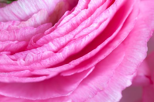 Pink Ranunculus Background. Macro. Closeup. Horizontal. For colorful greeting card