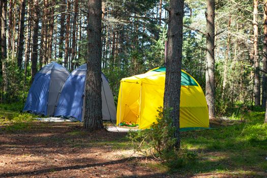 Comfortable outdoor recreation. Three small technical camping tent stands in shade of pine forest, weather is sunny. Summer camp, rest, hike. Side view. Horizontal