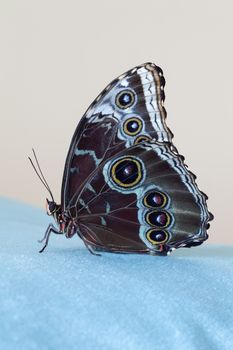 Butterfly blue morpho sitting on a blue velvet cloth, on a beige backgound. Closeup. Macro photo