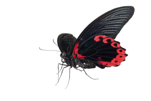 Butterfly Papilio Rumanzovia isolate on white background. Macro, closeup.