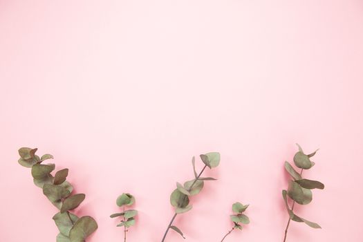 Eucalyptus branches on millennial pink background with copy space. Bottom eucalyptus. Minimalism flat lay. For lifestyle blog, book, article.