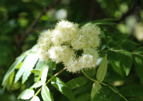 Close up of rowan or mountain ash (Sorbus aucuparia) flower, blooming in spring