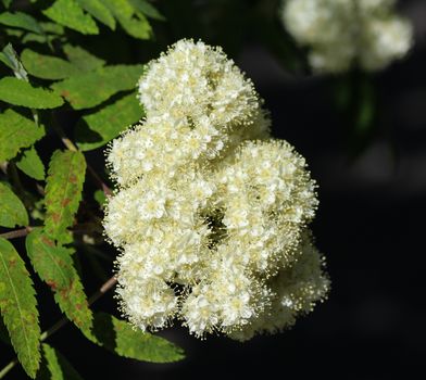 Close up of rowan or mountain ash (Sorbus aucuparia) flower, blooming in spring