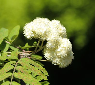 Close up of rowan or mountain ash (Sorbus aucuparia) flower, blooming in spring