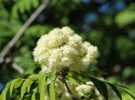 Close up of rowan or mountain ash (Sorbus aucuparia) flower, blooming in spring