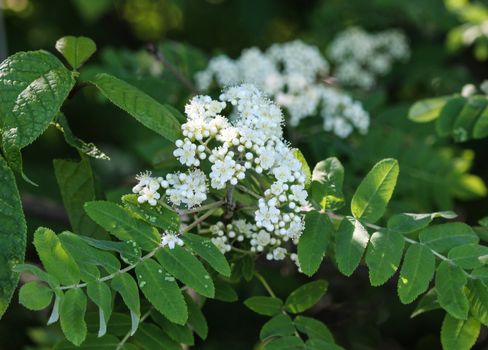 Close up of rowan or mountain ash (Sorbus aucuparia) flower, blooming in spring