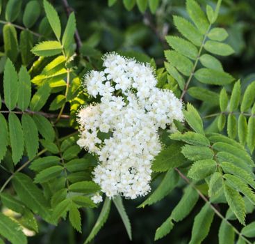 Close up of rowan or mountain ash (Sorbus aucuparia) flower, blooming in spring