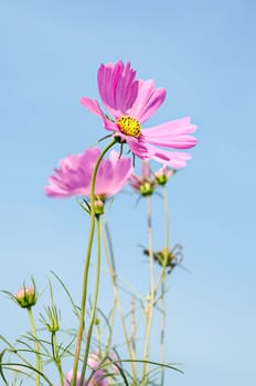 Nature background of beautiful pink cosmos flower field on blue sky.