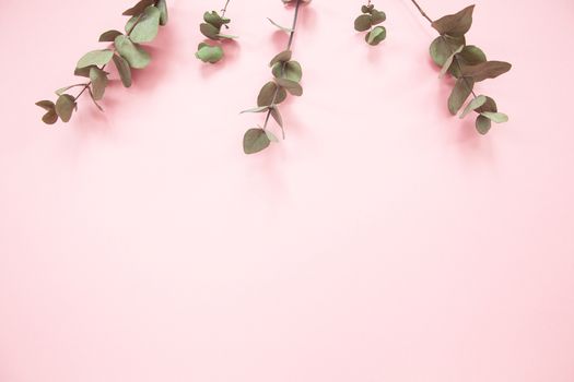Eucalyptus branches on millennial pink background with copy space. Eucalyptus on upper edge. Minimalism flat lay. For lifestyle blog, book, article.