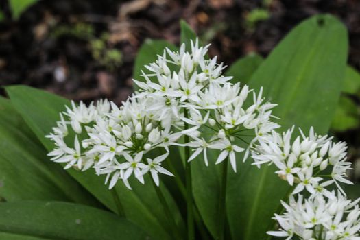 close up of ramsons, buckrams or wild garlic (Allium ursinum) blooming in spring in the forest