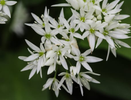 close up of ramsons, buckrams or wild garlic (Allium ursinum) blooming in spring in the forest