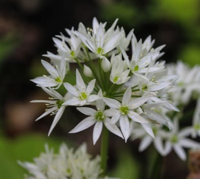 close up of ramsons, buckrams or wild garlic (Allium ursinum) blooming in spring in the forest