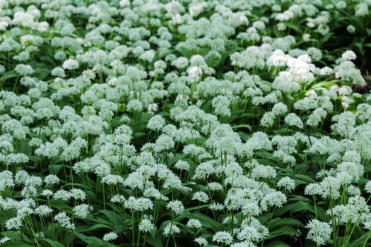 close up of ramsons, buckrams or wild garlic (Allium ursinum) blooming in spring in the forest