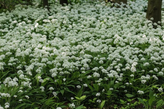 close up of ramsons, buckrams or wild garlic (Allium ursinum) blooming in spring in the forest