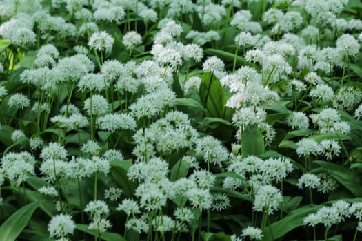 close up of ramsons, buckrams or wild garlic (Allium ursinum) blooming in spring in the forest