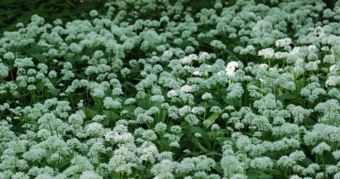 close up of ramsons, buckrams or wild garlic (Allium ursinum) blooming in spring in the forest