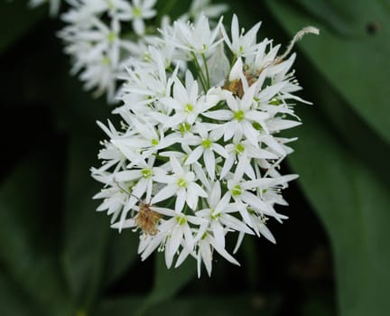 close up of ramsons, buckrams or wild garlic (Allium ursinum) blooming in spring in the forest