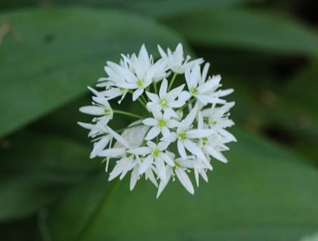 close up of ramsons, buckrams or wild garlic (Allium ursinum) blooming in spring in the forest