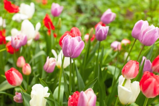 Beautiful bright multicoloured tulips in flowerbed in park after rain. Rain droplets glisten on flowers. Cute wallpaper for gadgets. Horizontal format. Close-up. Side view