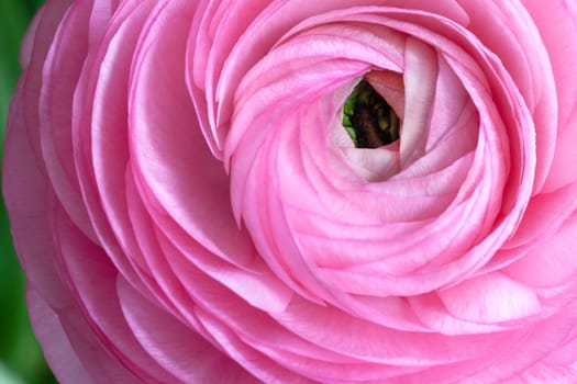 Pink Ranunculus Background. Macro. Close-up. Horizontal. For colorful greeting card or flower delivery. Soft selective focus