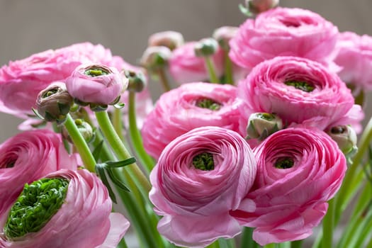 Pink Ranunculus bouquet Background. Macro. Horizontal. For colorful greeting card or flower delivery. Soft selective focus.