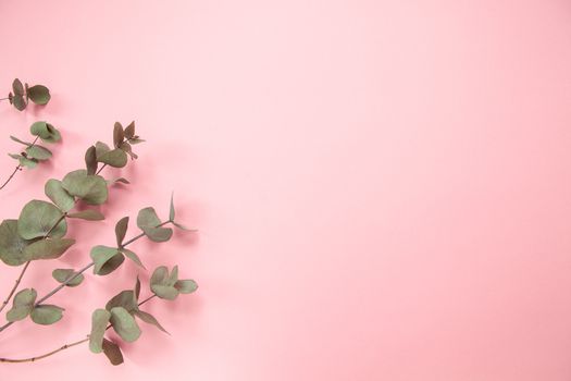 Eucalyptus branches on millennial pink background. Flat lay. Copy space.