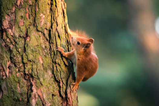 Squirrel in autumn forest scene. Autumn forest squirrel. Squirrel in autumn forest scene.