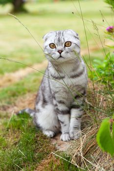 Cute British fold cat, gray whith stripes, with orange eyes, sitting in yard, looking at camera. Concept rare pets. Close-up.