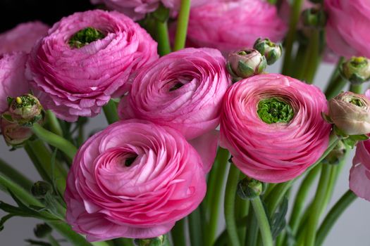 Pink Ranunculus bouquet background. Macro. Close-up. For colorful greeting card or flower delivery. Soft selective focus.