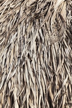 Close up of thatched roof for texture or background