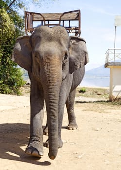 Elephant with a seat for riding, Vietnam