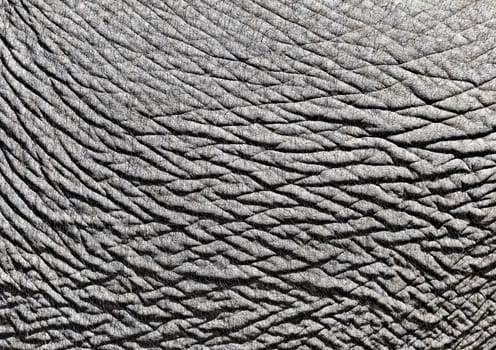 Close-up of elephant skin for texture or background