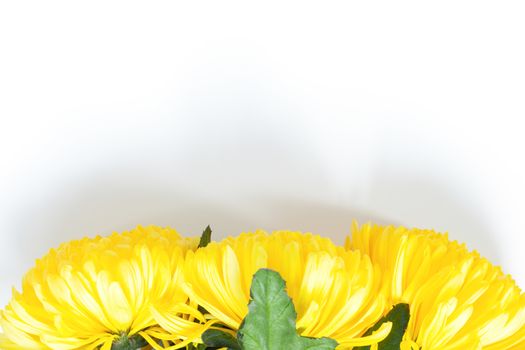 Vibrant yellow chrysanthemums on white background. Flat lay. Horizontal. Bottom position. Mockup with copy space for greeting card, social media, flower delivery, Mother's day, Women's Day