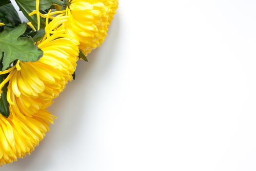 Vibrant yellow chrysanthemums on white background. Flat lay. Horizontal. Top corner location. Mockup with copy space for greeting card, social media, flower delivery, Mother's day, Women's Day