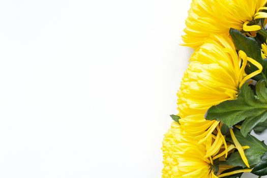 Vibrant yellow chrysanthemums on white background. Flat lay. Horizontal. Right corner location. Mockup with copy space for greeting card, social media, flower delivery, Mother's day, Women's Day