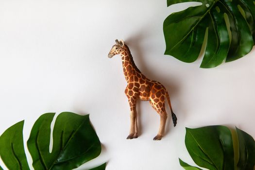 Concept of World giraffe protection day. Little toy realistic giraffe cub in center of frame, green monstera leaves around edges. White background, close-up, top view. Horizontal.