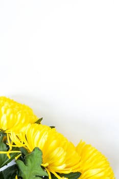 Vibrant yellow chrysanthemums on white background. Flat lay. Vertical. Bottom corner location. Mockup with copy space for greeting card, social media, flower delivery, Mother's day, Women's Day.