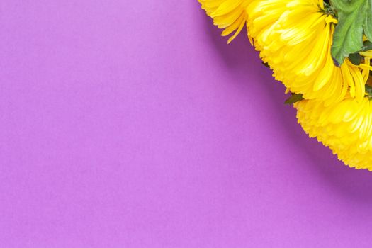 Vibrant yellow chrysanthemums on Spring Crocus Purple background. Flat lay. Horizontal. Mockup with copy space for greeting card, social media, flower delivery, Mother's day, Women's Day