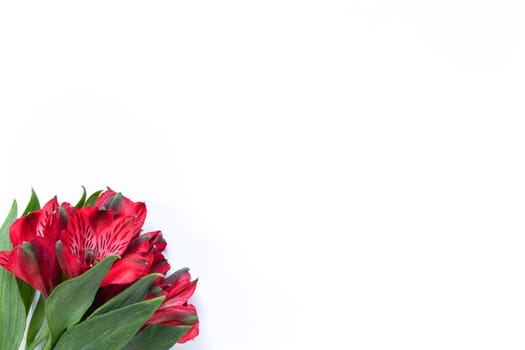 Bouquet of red flowers alstroemeria on white background. Flat lay. Horizontal. Mockup with copy space for greeting card, social media, flower delivery, Mother's day, Women's Day