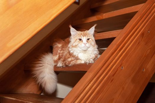 Red Maine Coon cat lies on steps of wooden stairs in country house. Concept rare pets, breeding, nurseries, clubs. Side view. Close-up.